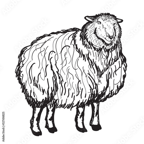 Sheep sketch style. Hand drawn illustration of a beautiful black and white animal. line art.Vector illustration.