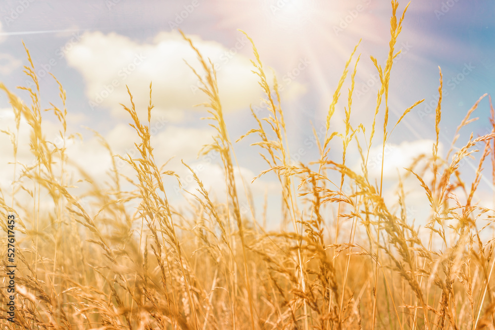 Nice golden agriculture landscape. Rural scene under sunlight. Touching grass walking through the field. Nature, agriculture, harvest concept. An ideal wallpaper, backplate with copy space