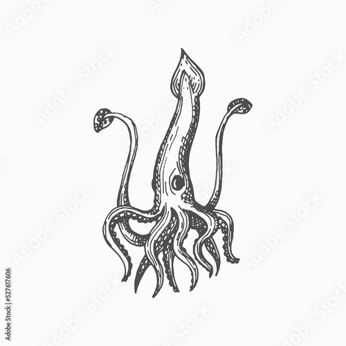 Giant squid isolated marine animal, monochrome sketch icon. Vector mollusk, hand drawn hooked squid with elongated bodies, seafood. Underwater animal with eyes, eight arms and two tentacles