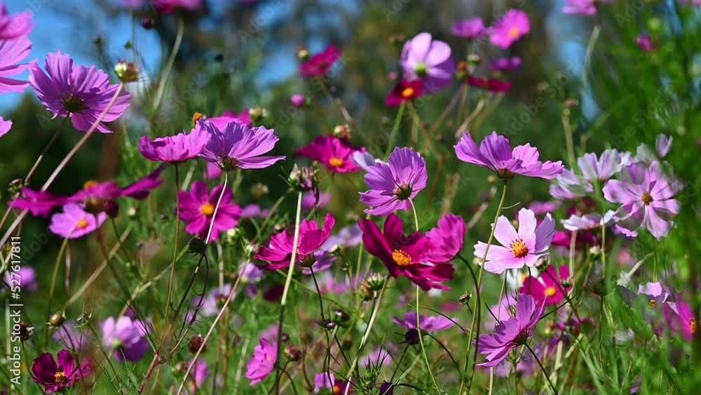 Bright pink and purple flowers cosmos swaying by gentle breeze in the sunlight outdoors Bright pink and purple flowers cosmos swaying by gentle breeze in the sunlight outdoors