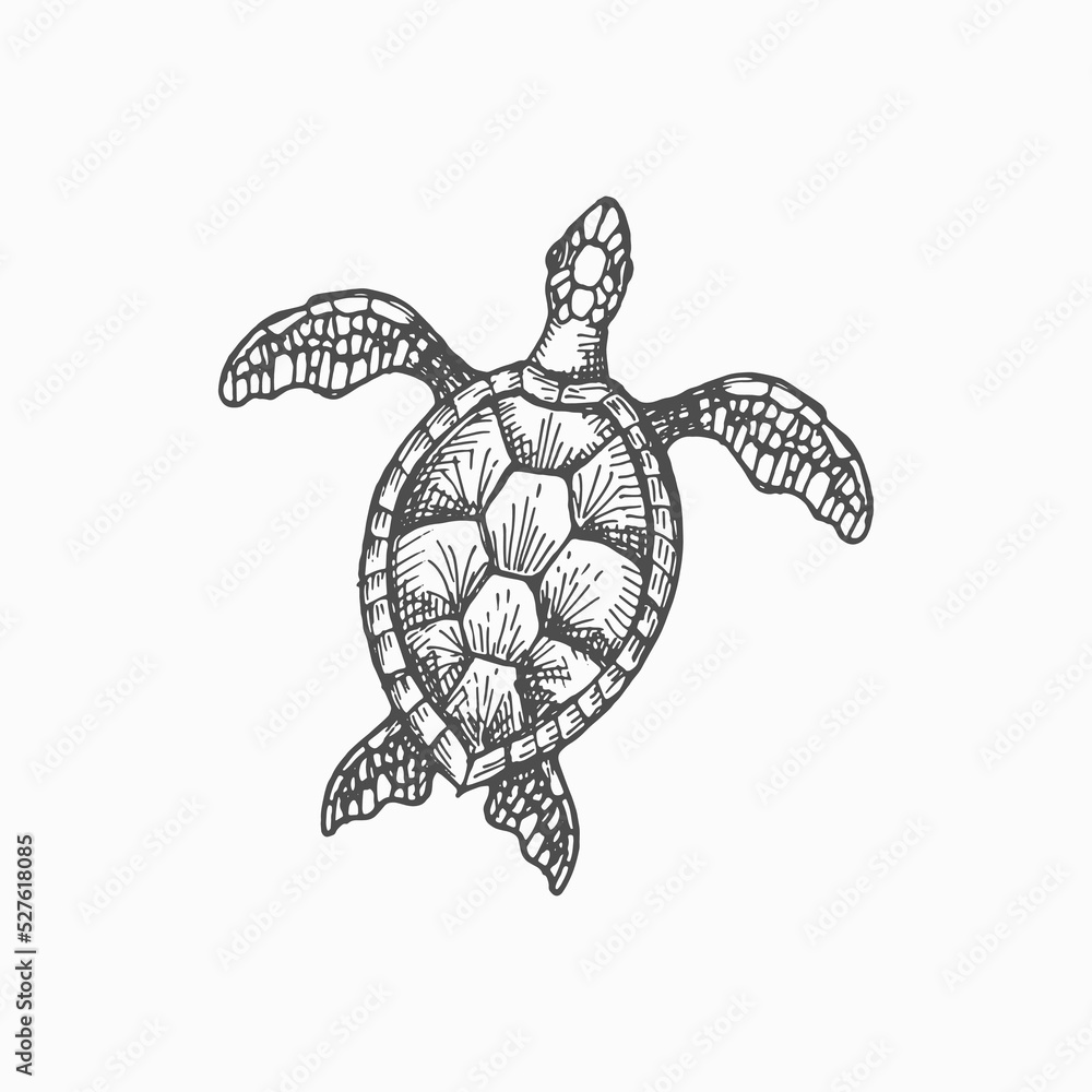 Fototapeta premium Wood turtle marine animal isolated monochrome sketch icon. Vector caretta ocean terrapin with shell, aquarium pet, mascot of sea reptile. Loggerhead sea turtle, reptile, nautical tortoise