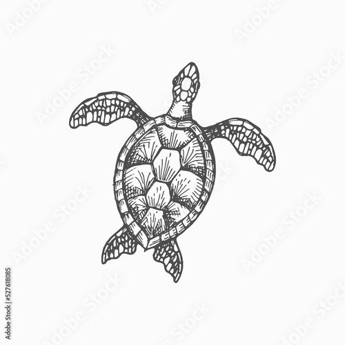 Wood turtle marine animal isolated monochrome sketch icon. Vector caretta ocean terrapin with shell, aquarium pet, mascot of sea reptile. Loggerhead sea turtle, reptile, nautical tortoise