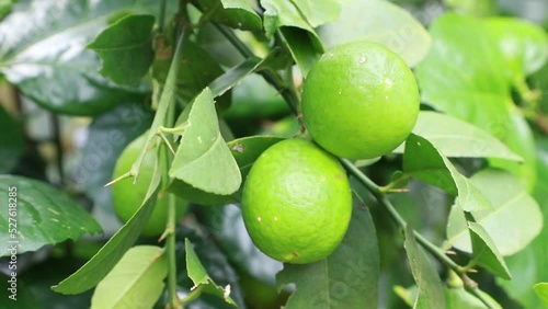 Wallpaper Mural Green Lemon swings in the garden tree         Torontodigital.ca