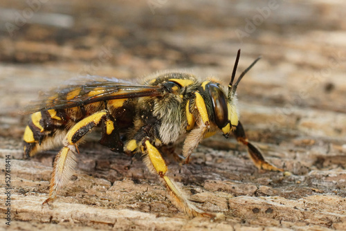 Closeup on a male European woolcarder bee, Anthidium manicatum sitting on wood