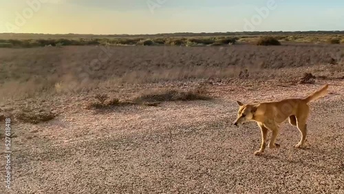 Old and injure wild dingo dog walking trough the road in empty and lonely desert photo