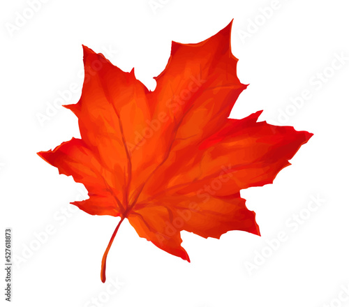 写実的なカエデの葉のイラスト