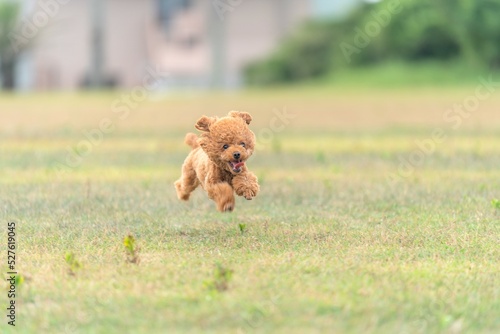 飛行犬　プードル　コピースペース photo