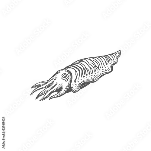 Cuttlefish, nautilus mollusc isolated seafood product monochrome icon. Vector marine underwater animal, shellfish aquatic organism. Nautilus pompilius drawing, squid calamari shellfish cuttlefish