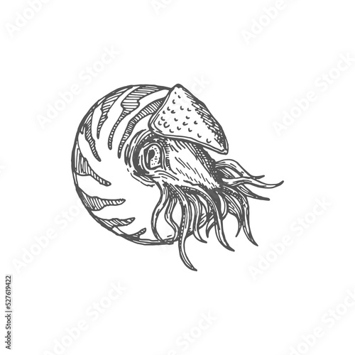 Shellfish nautilus drawing, shark eye seashell, sea snail with Chambered nautilus pompilius mollusc marine animal isolated Neverita duplicata gastropod mollusc. Seashell, aquarium creature decoration