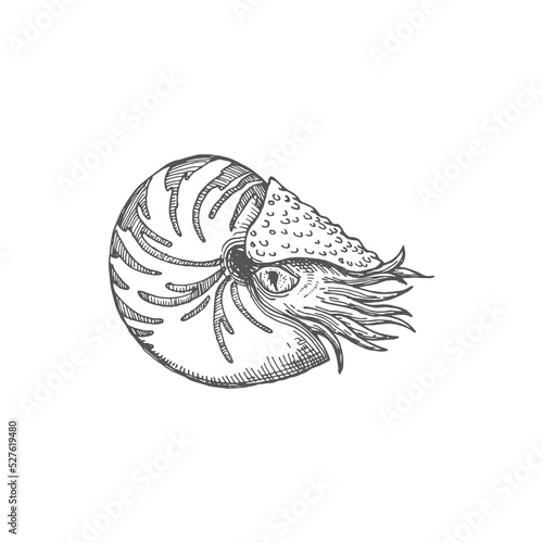 Neverita duplicata gastropod mollusc isolated nautilus pompilius monochrome sketch icon. Vector seashell, aquarium creature, shellfish nautilus drawing, sea snail Chambered nautilus mollusc animal