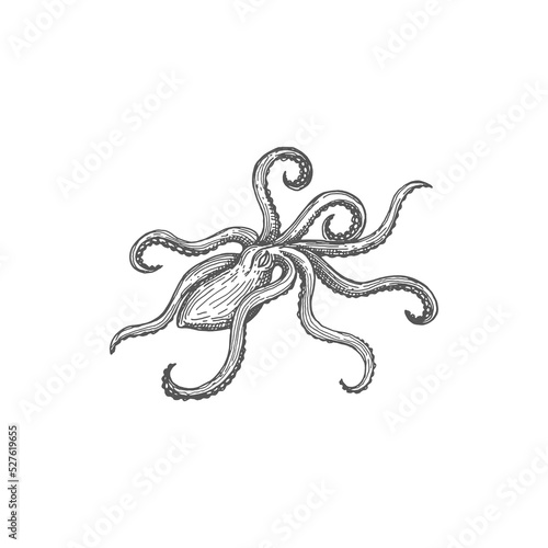 Marine animal Octopus pouple devilfish isolated monochrome sketch icon. Vector vintage mollusc underwater soft-bodied creature, fishing sport trophy, nautical mascot. Vintage cuttlefish organism