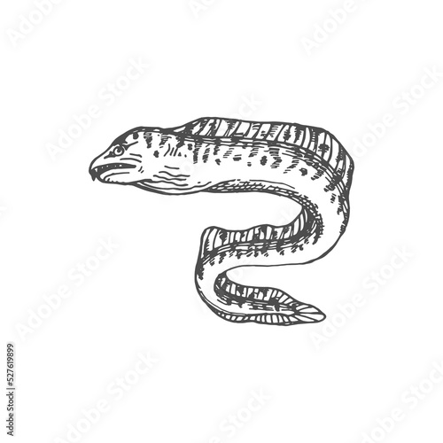 Fangtooth or Tiger Moray eel-shape fish isolated monochrome sketch icon. Vector Enchelycore anatina, sea electric eel with tooth, marine underwater animal. Deep sea and ocean undersea muraenidae