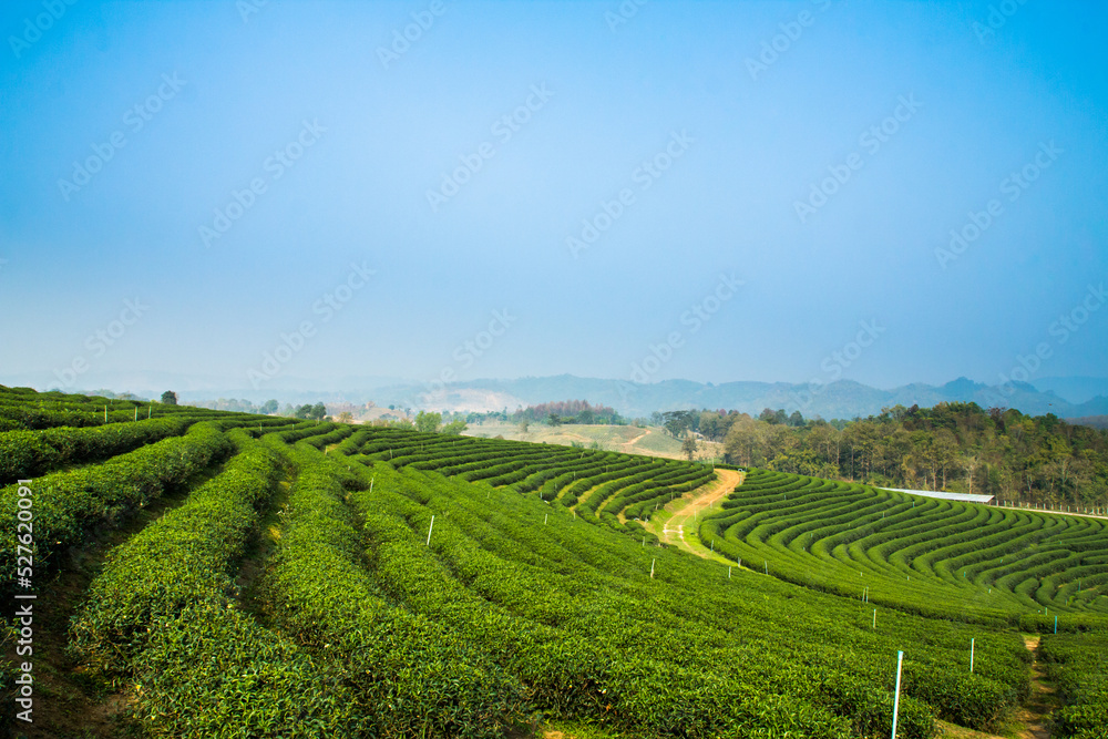 The tea plantations background, fresh tea leave over tea plantation background.