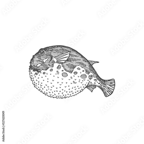Purrerfish or Japanese fugu fish isolated monochrome sketch. Vector poisonous fish with puffed stomach, exotic toxic marine deep sea ocean animal. Bogeo bok porcupine fish, Japan cuisine food delicacy