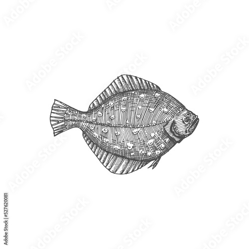 Flounder flatfish deep sea and ocean fish isolated monochrome sketch icon. Vector demersal fish, gulf or southern summer flounder, Paralichthys albigutta, european winter Halibut olive flounders