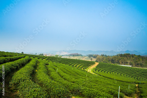 The tea plantations background  fresh tea leave over tea plantation background.