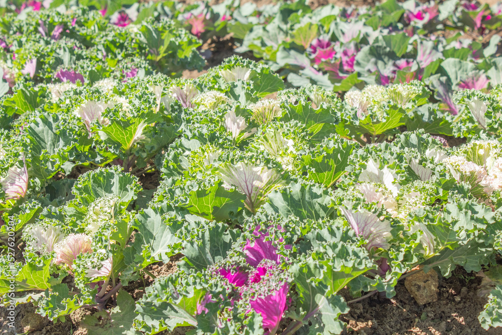 Fresh purple ornamental decorative cabbage flower in field