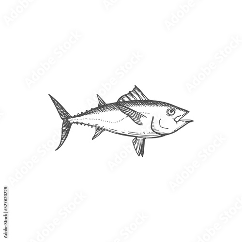 Bluefin tuna blackfin longtail fish isolate monochrome sketch. Vector tunny tribe Thunnini, fishery fishing sport mascot. Scombridae mackerel, predatory schooling fish hand drawn underwater animal