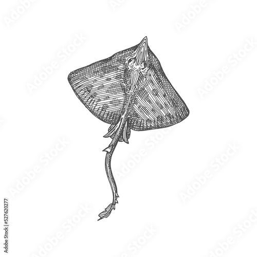 Manta stingray marine animal isolated ray in dots monochrome sketch icon. Vector nautical creature with flattened shape body, Batoidea stingray sankar fish with outspread pectoral fins and long tail photo