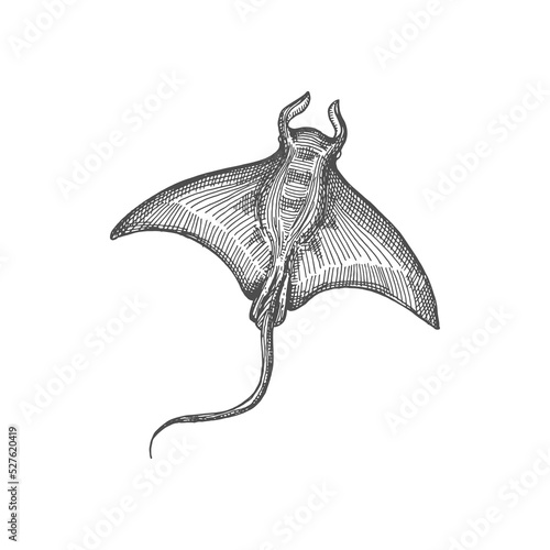 Manta stingray marine animal isolated ray fish in dots. Vector sting ray with outspread pectoral fins and long tail, nautical creature. Batoidea manta ray, stingray marine animal, sankar fish