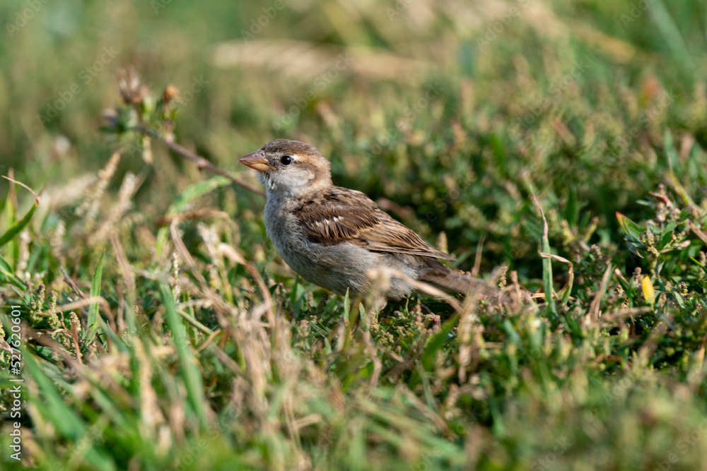 Moineau domestique,. Passer domesticus, House Sparrow Moineau domestique,. Passer domesticus, House Sparrow