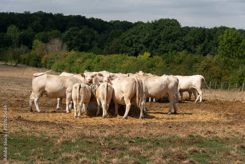 Obraz premium Vache, boeuf, race charolaise