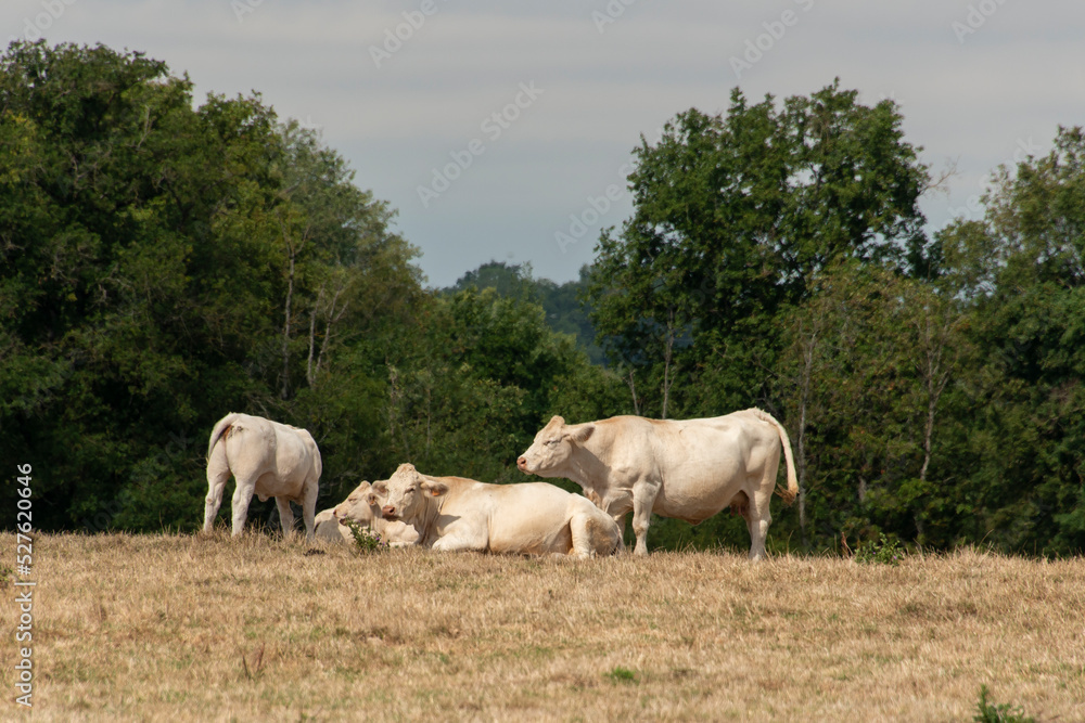 Obraz premium Vache, boeuf, race charolaise
