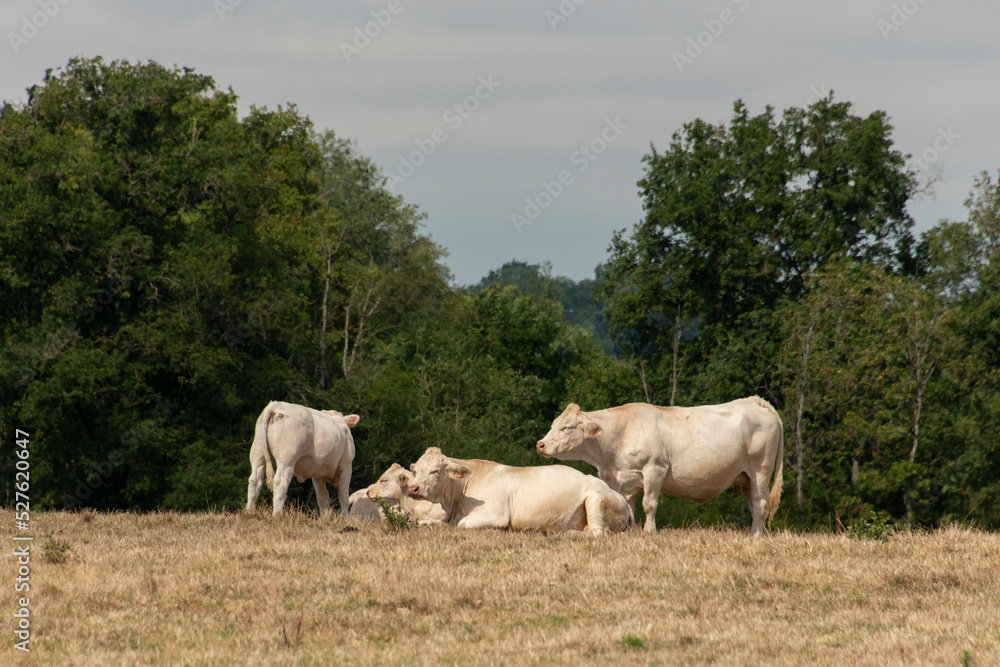 Naklejka premium Vache, boeuf, race charolaise