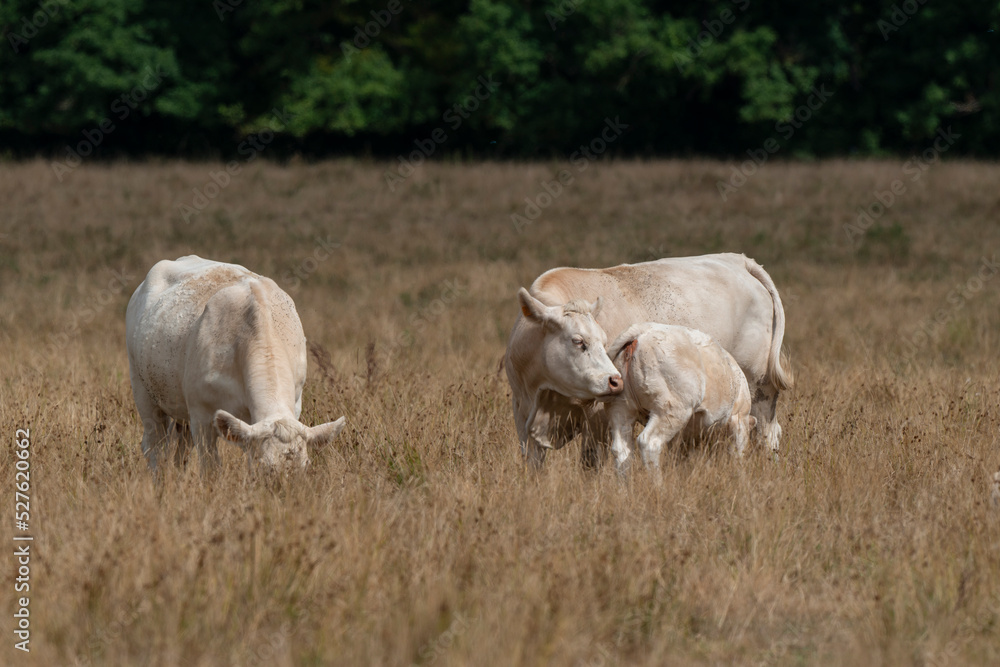 Vache, boeuf, race charolaise