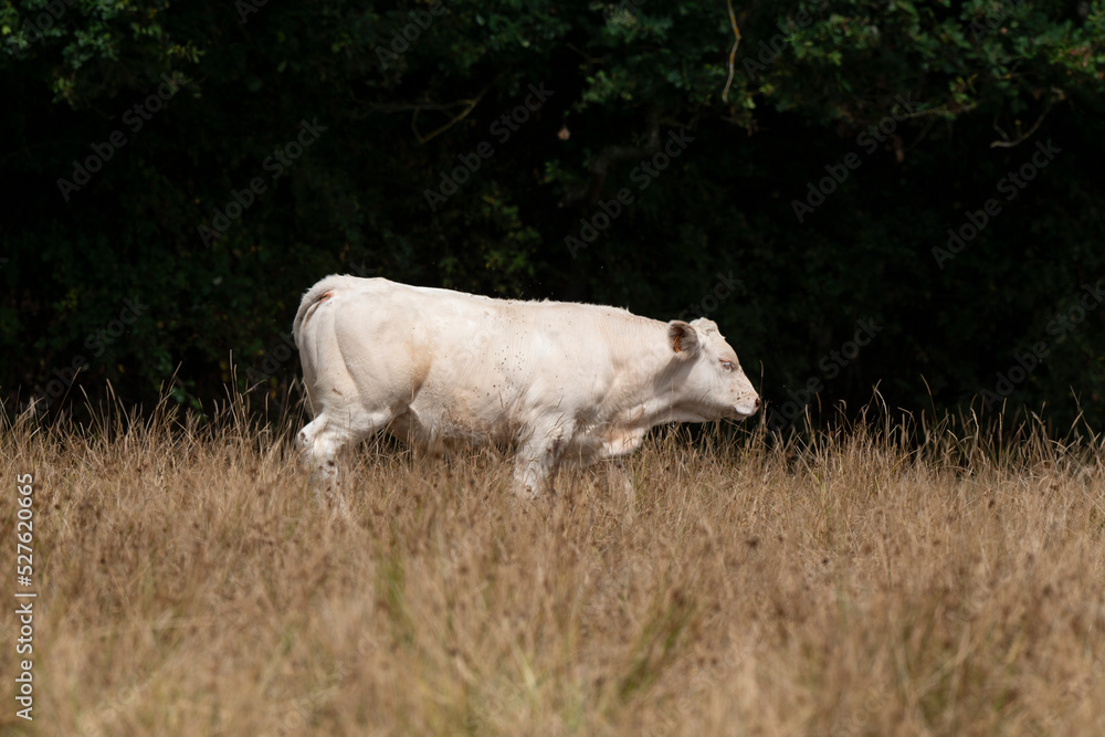 Vache, boeuf, race charolaise Vache, boeuf, race charolaise