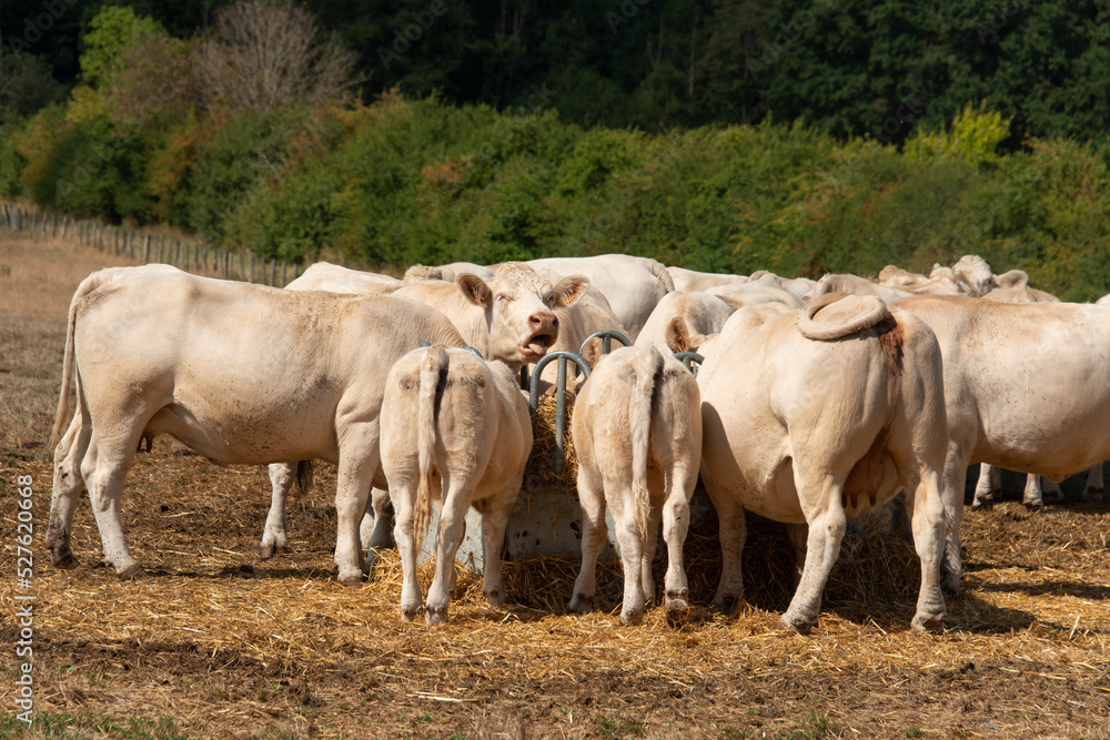 Obraz premium Vache, boeuf, race charolaise