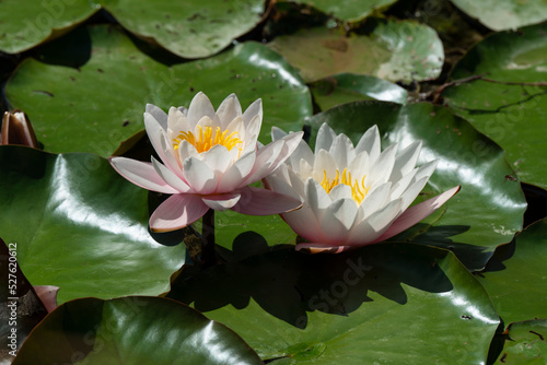 N  nuphar  Nymph  a  Nymphaea