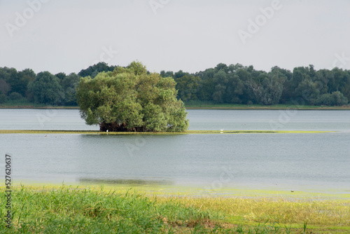 Saule cendré, Salix cinerea, lac du Der, Chantecoq, Haute Marne, 52, Marne, 51