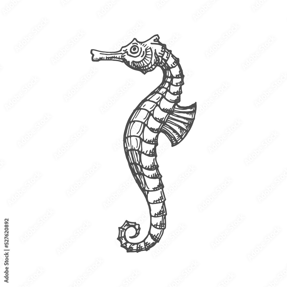 Fototapeta premium Marine seahorse isolated small fish with curved tail and flippers monochrome sketch icon. Vector sea horse small marine fish, aquatic creature mascot, sea-horse underwater animal, Hippocampus drawing