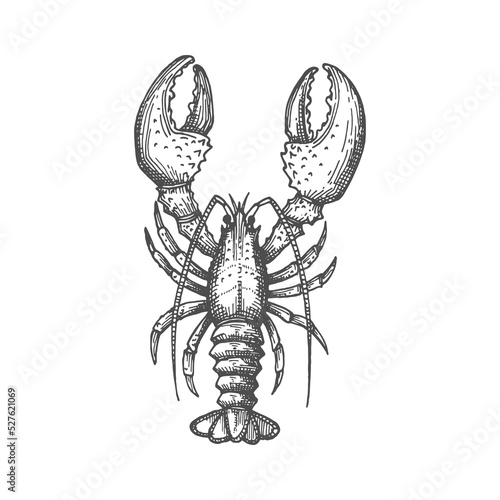 Vector lobster isolated marine animal crayfish or crawfish monochrome sketch icon. Vector raw fresh or boiled cooked crustacean, seafood hand drawn. Large marine lobster with stalked eyes, and pincers