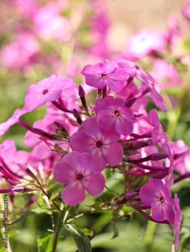 Close up beautiful pink phlox flowers in the garden as floriculture collection © Janna Ratisbon