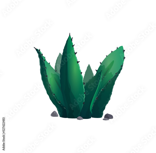 Succulent cactus agave neglecta wild century plant isolated pelmeri americana with broad leaves. Vector mexican cactus, cartoon botanical herb with spikes, exotic agave flower marginata succulent