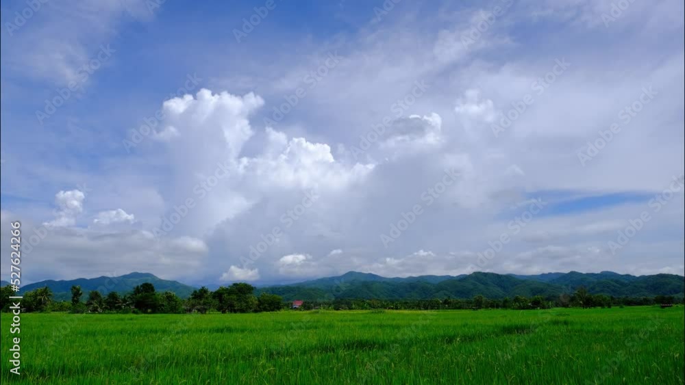 white clouds in the Sky and rice field. Timelapse white clouds in the Sky and rice field. Timelapse