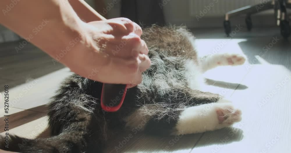 Woman combs out the cat's hair with a furminator. Then she strokes the cat with her hands, picking out the remnants of wool that scatters around the room in the rays of sunlight. Woman combs out the cat's hair with a furminator. Then she strokes the cat with her hands, picking out the remnants of wool that scatters around the room in the rays of sunlight.