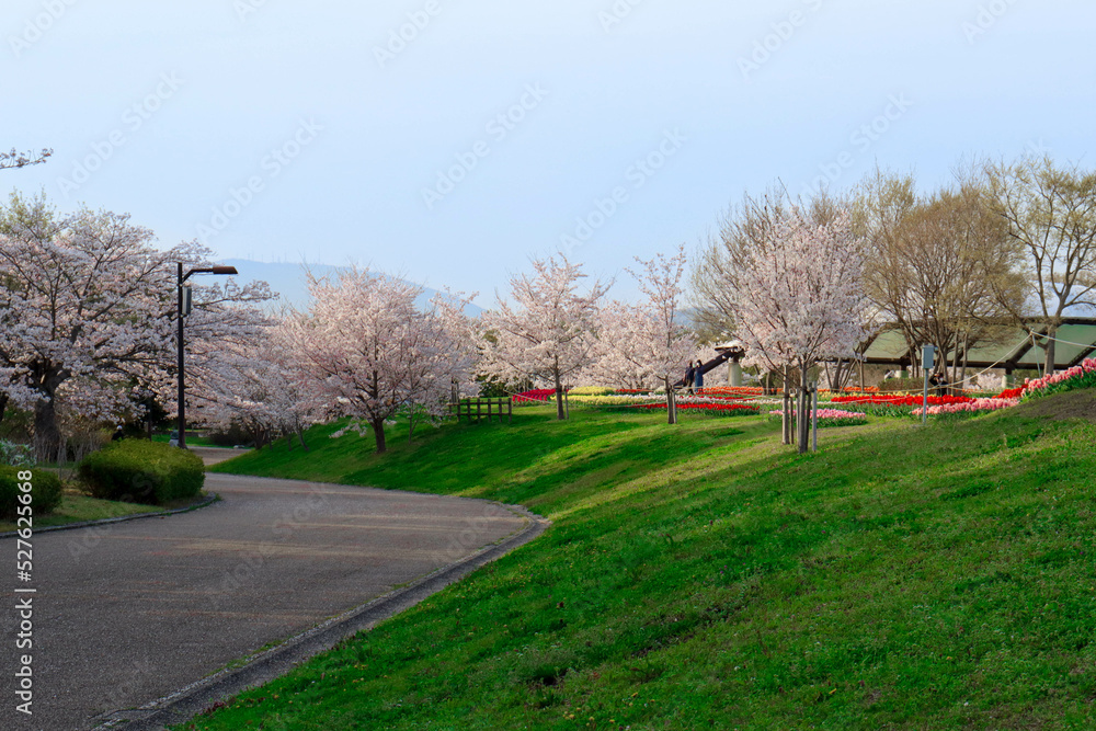 公園そびえる桜の木