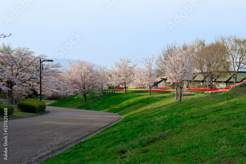 公園そびえる桜の木