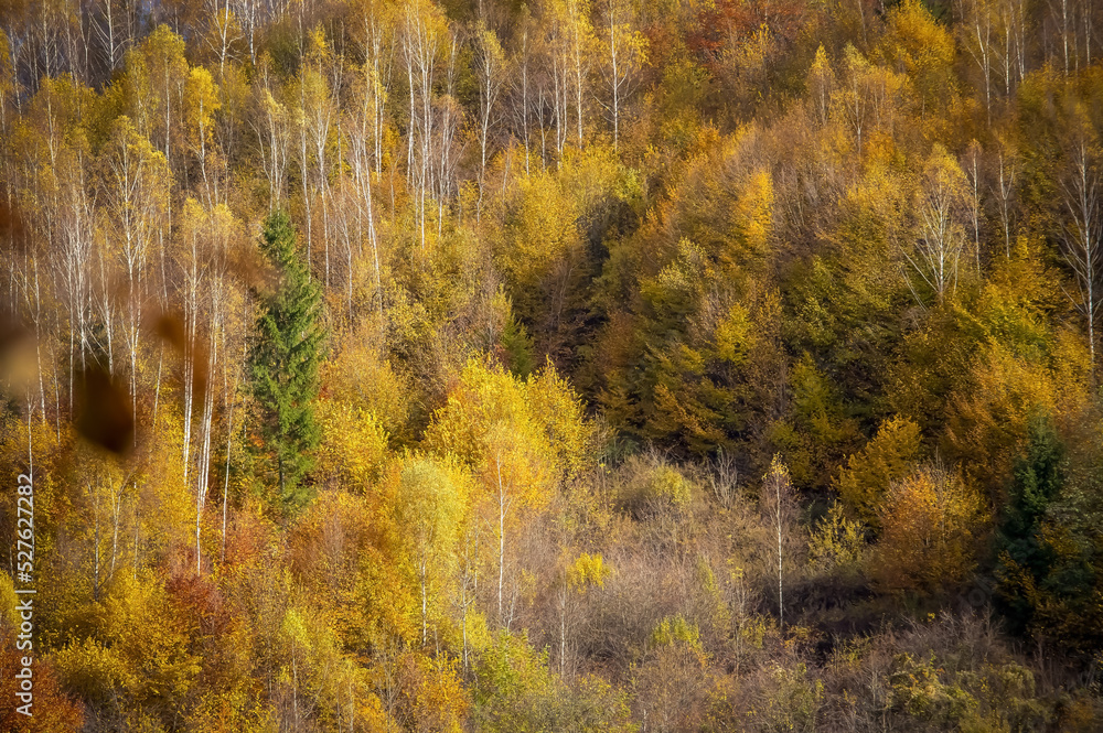 Fototapeta premium The colors and texture of autumn in beautiful sceneries, landscape, flowers and leaves 