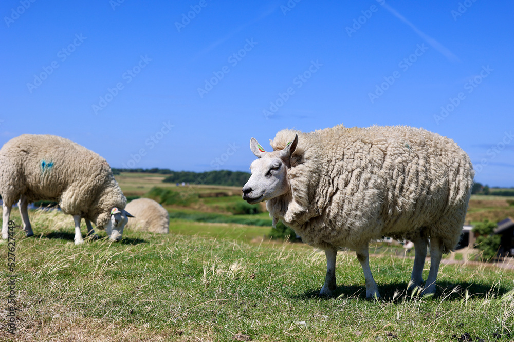 Typical dutch summer landscape of Texel island. Domestic sheep in open farm with green meadow, the Netherlands. Typical dutch summer landscape of Texel island. Domestic sheep in open farm with green meadow, the Netherlands.