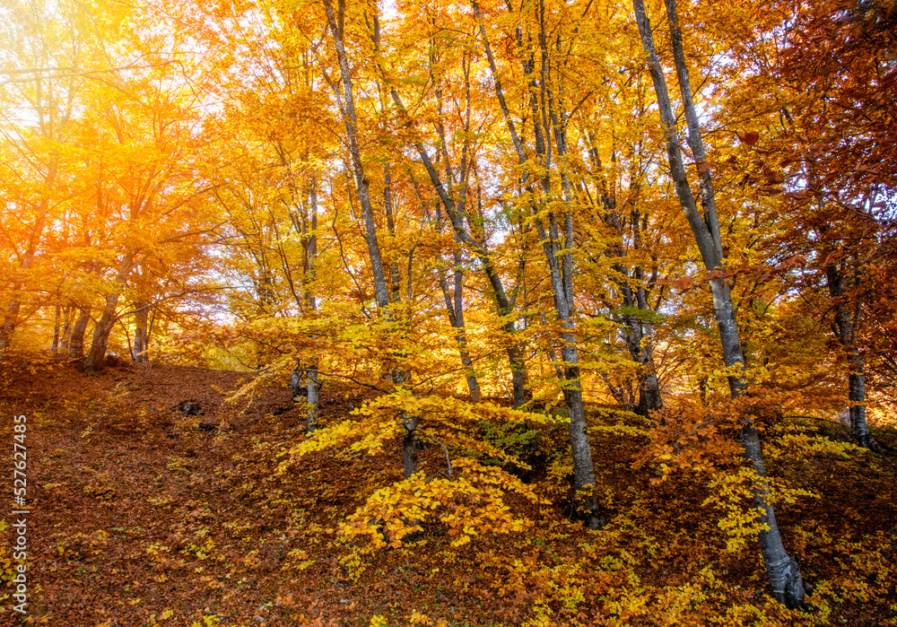 The colors and texture of autumn in beautiful sceneries, landscape, flowers and leaves
