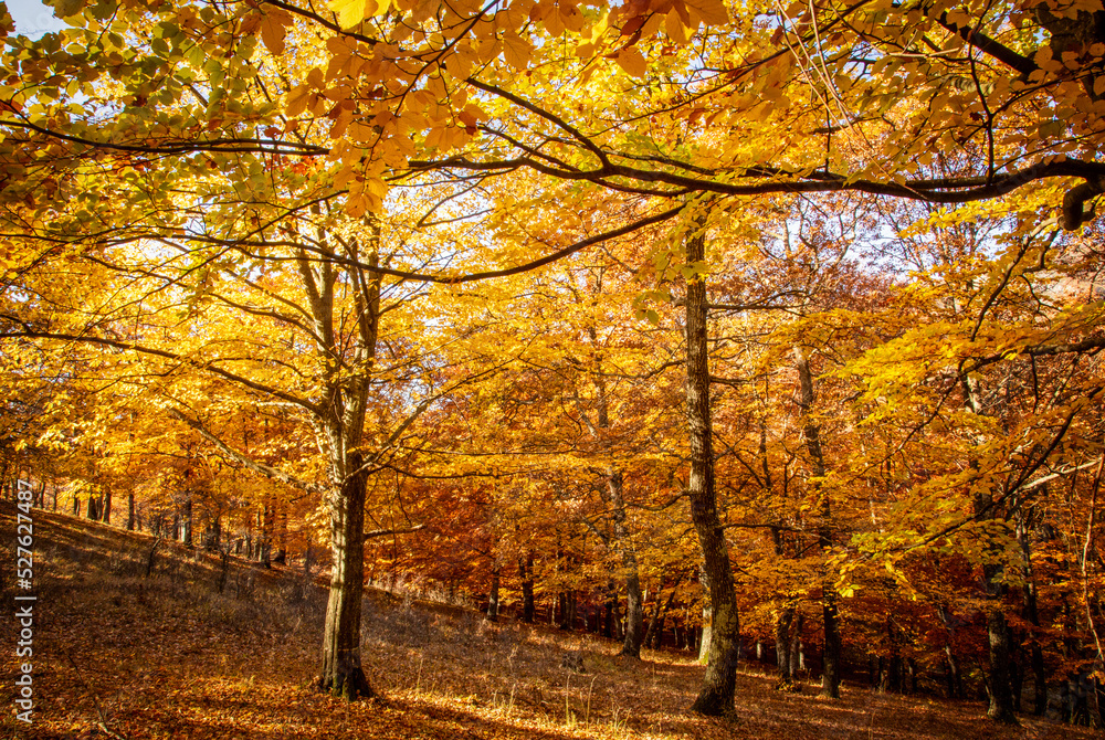 The colors and texture of autumn in beautiful sceneries, landscape, flowers and leaves
The colors and texture of autumn in beautiful sceneries, landscape, flowers and leaves