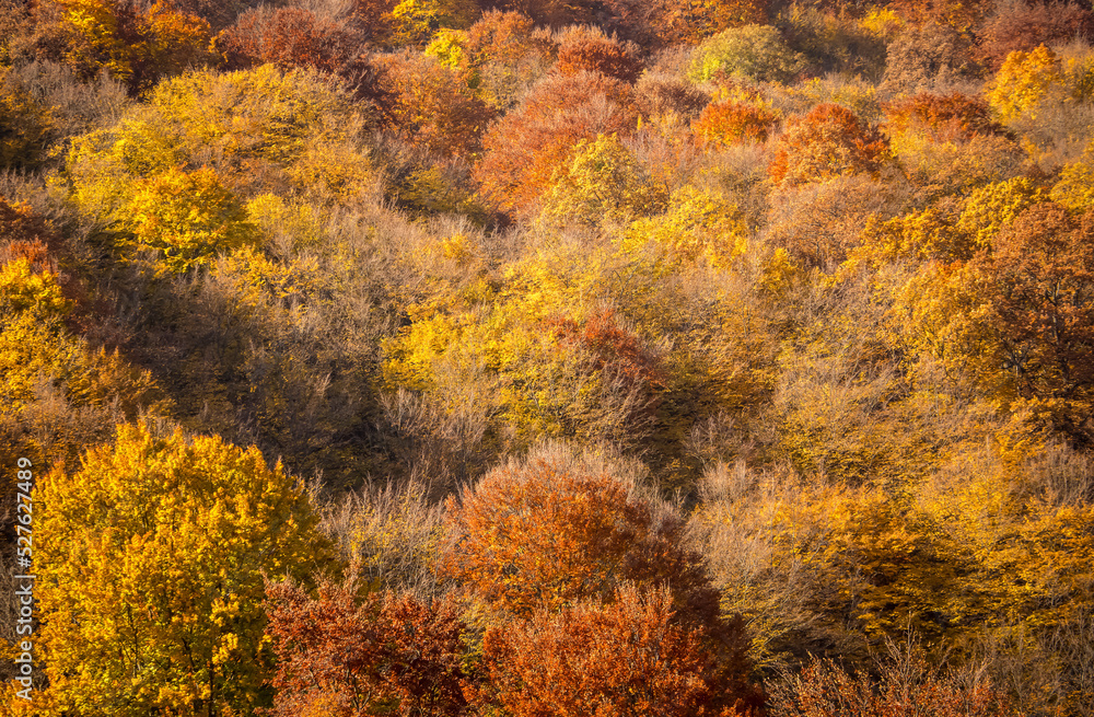 The colors and texture of autumn in beautiful sceneries, landscape, flowers and leaves
The colors and texture of autumn in beautiful sceneries, landscape, flowers and leaves