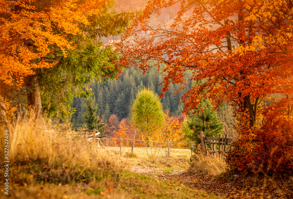 The colors and texture of autumn in beautiful sceneries, landscape, flowers and leaves
