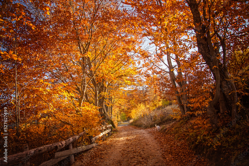Obraz premium The colors and texture of autumn in beautiful sceneries, landscape, flowers and leaves 