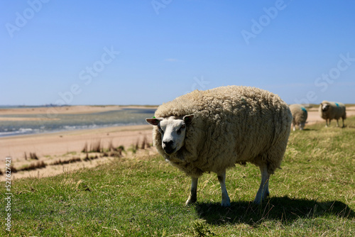 Typical dutch summer landscape of Texel island. Domestic sheep in open farm with green meadow, the Netherlands.