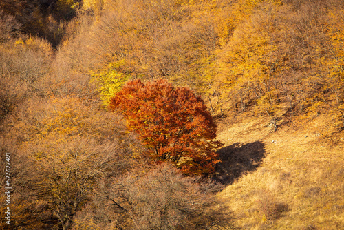 The colors and texture of autumn in beautiful sceneries, landscape, flowers and leaves
 photo